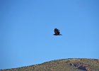 Steppearend (Aquila nipalensis)  Gerkamp bij Gurvanbulag 13-08-2016 (1)